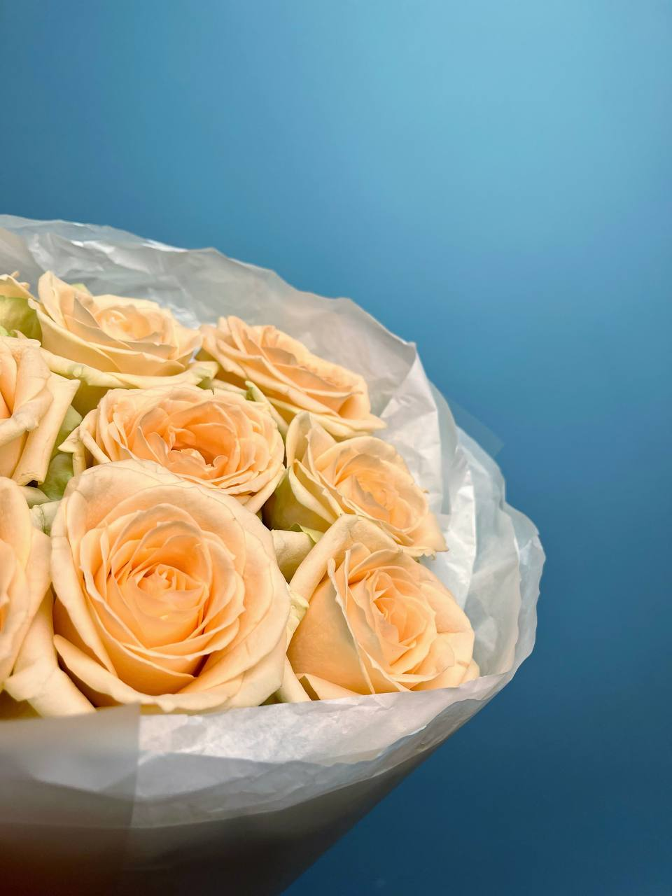 Пич Аваланж (S)