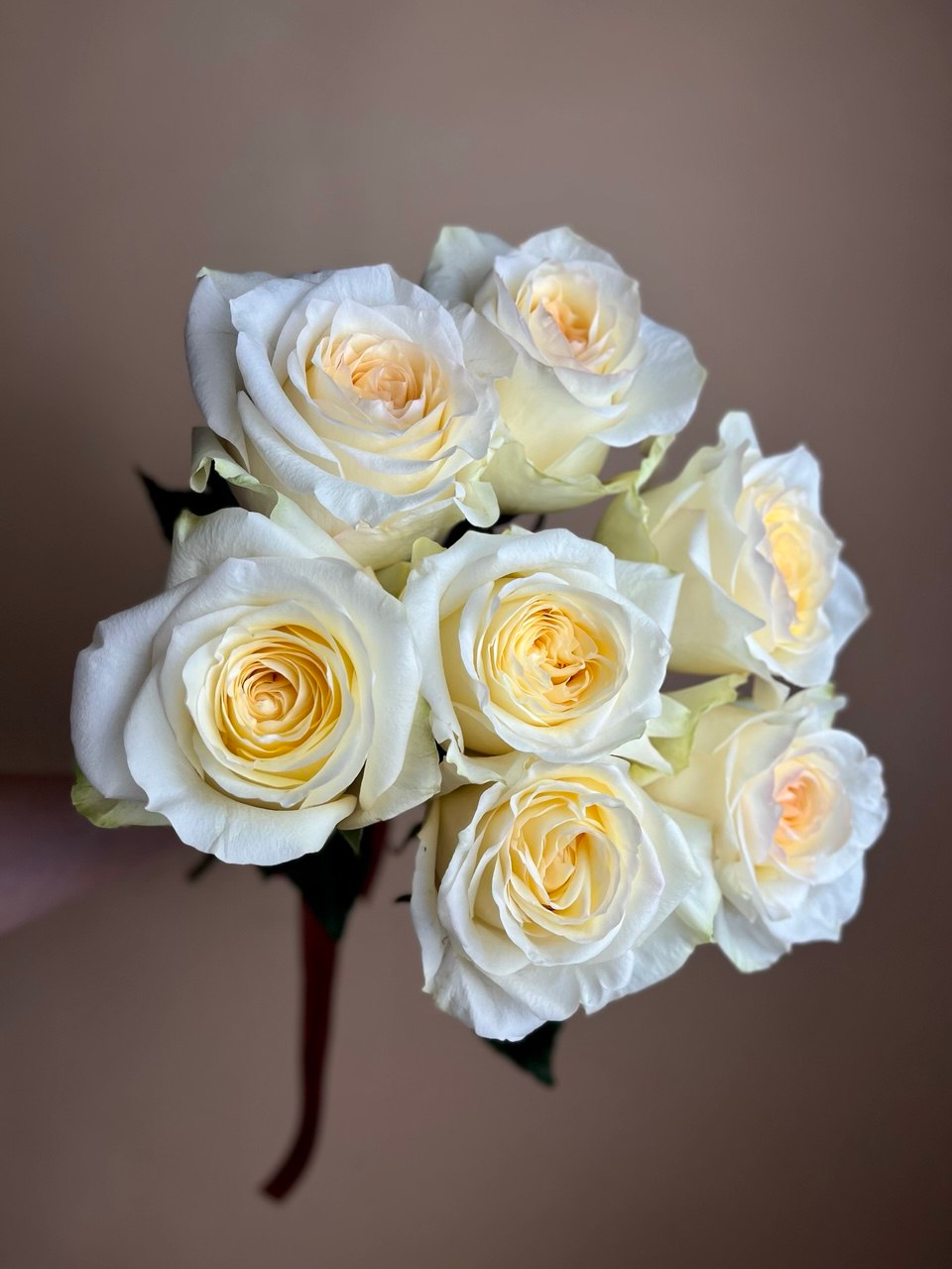 Конделайт (XS)