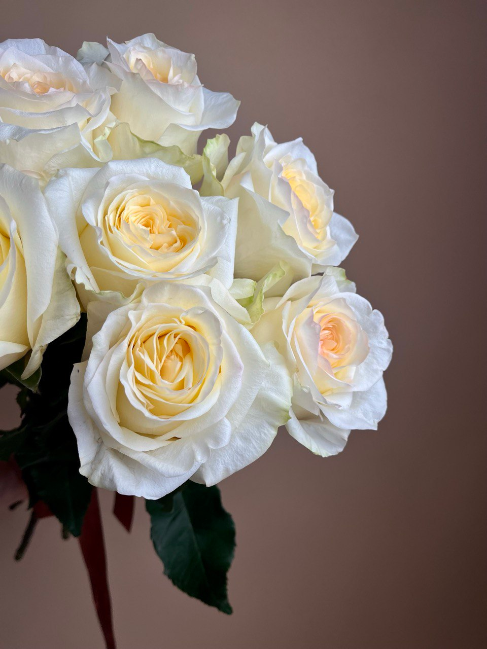 Конделайт (XS)