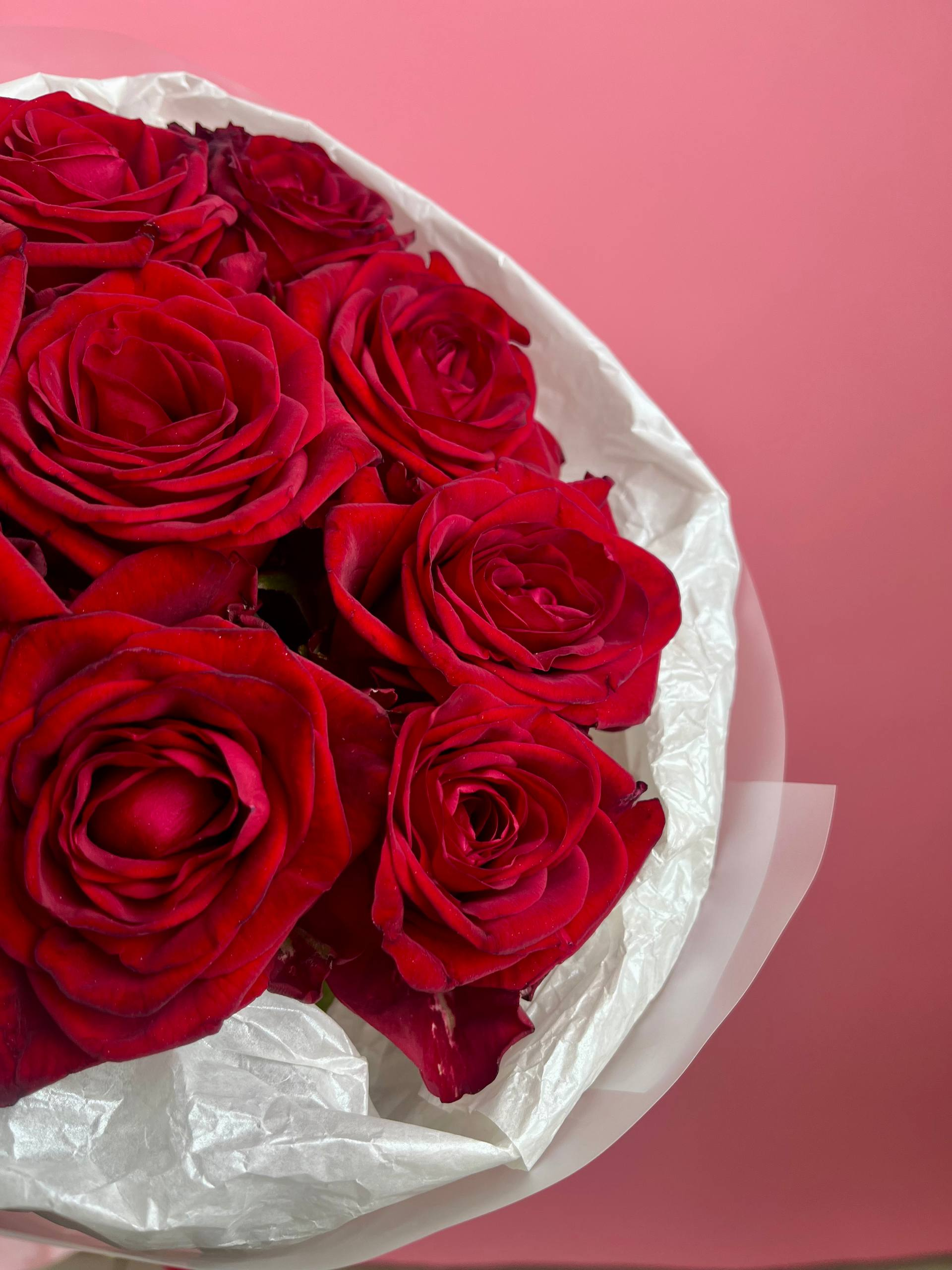 Кон Аморе (S)