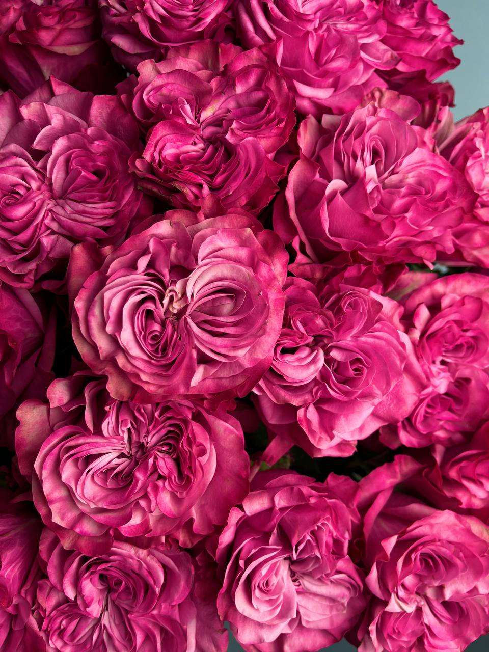 Розы Кантри Блюз (25 шт)