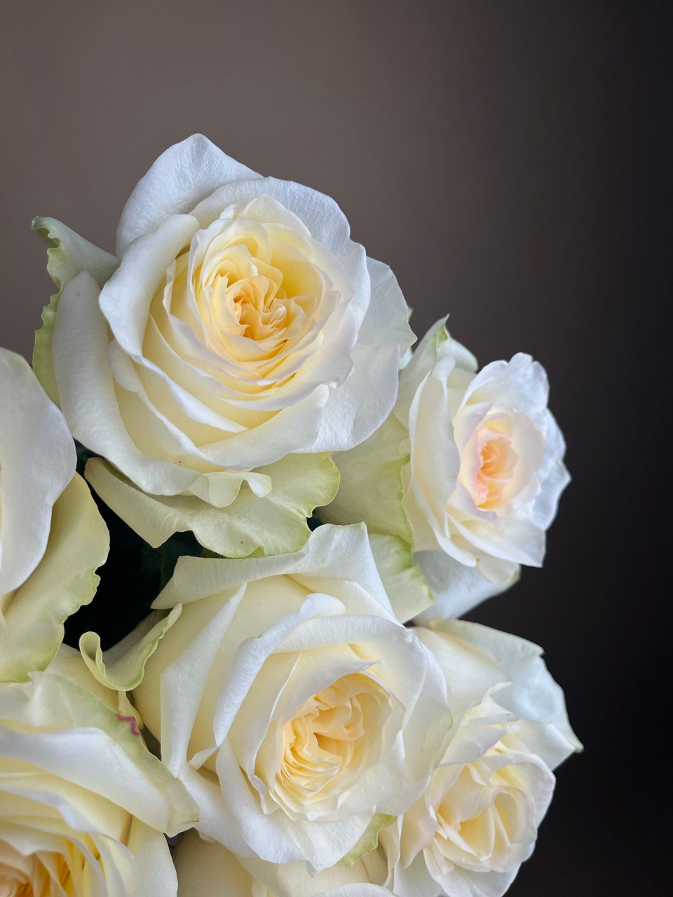 Конделайт (S)